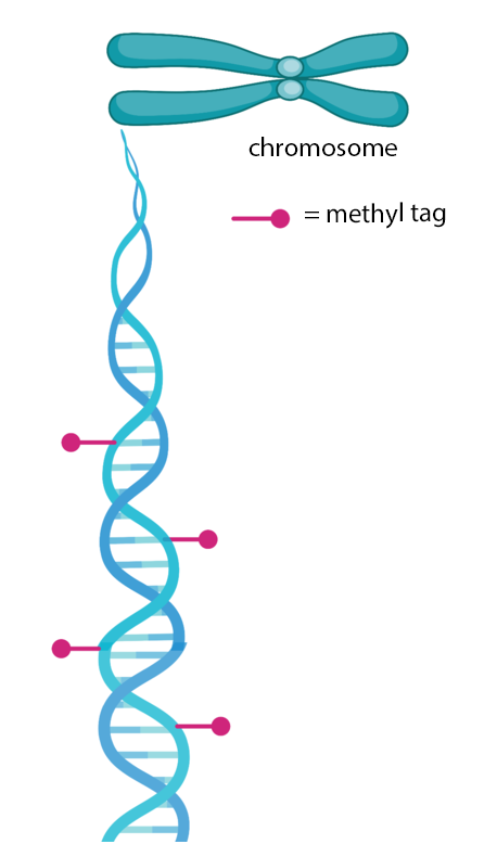 Concept illustration depicts highly mobile electrons moving across the polymer