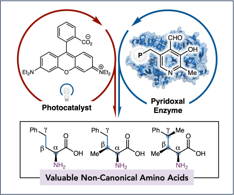 photobiocatalysis highlight