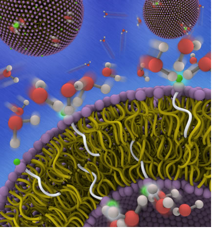 Lipid hydration dynamics is critical to  membrane function of receiving  signals or mediating transport.