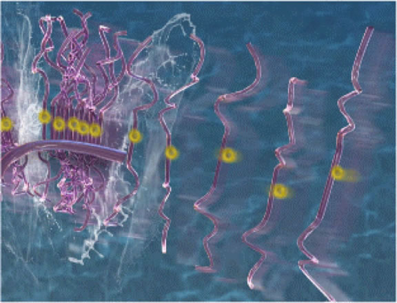 Protein aggregation to oligomers and fibers underlie neuro-degenerative diseases pathologies.