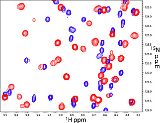 2D 1H-15N corelation spectrum shows perturbations to the protein amide resonances upon DNA binding